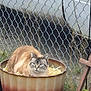 Peaches is registered to the contest to win money with this photo: cat, blue_eyes, planter, rusty, straw, chain_link_fence, grass, outdoor, animal, pet, fur, curious, sitting, container, nature, domestic_cat, closeup, resting, daylight, fence