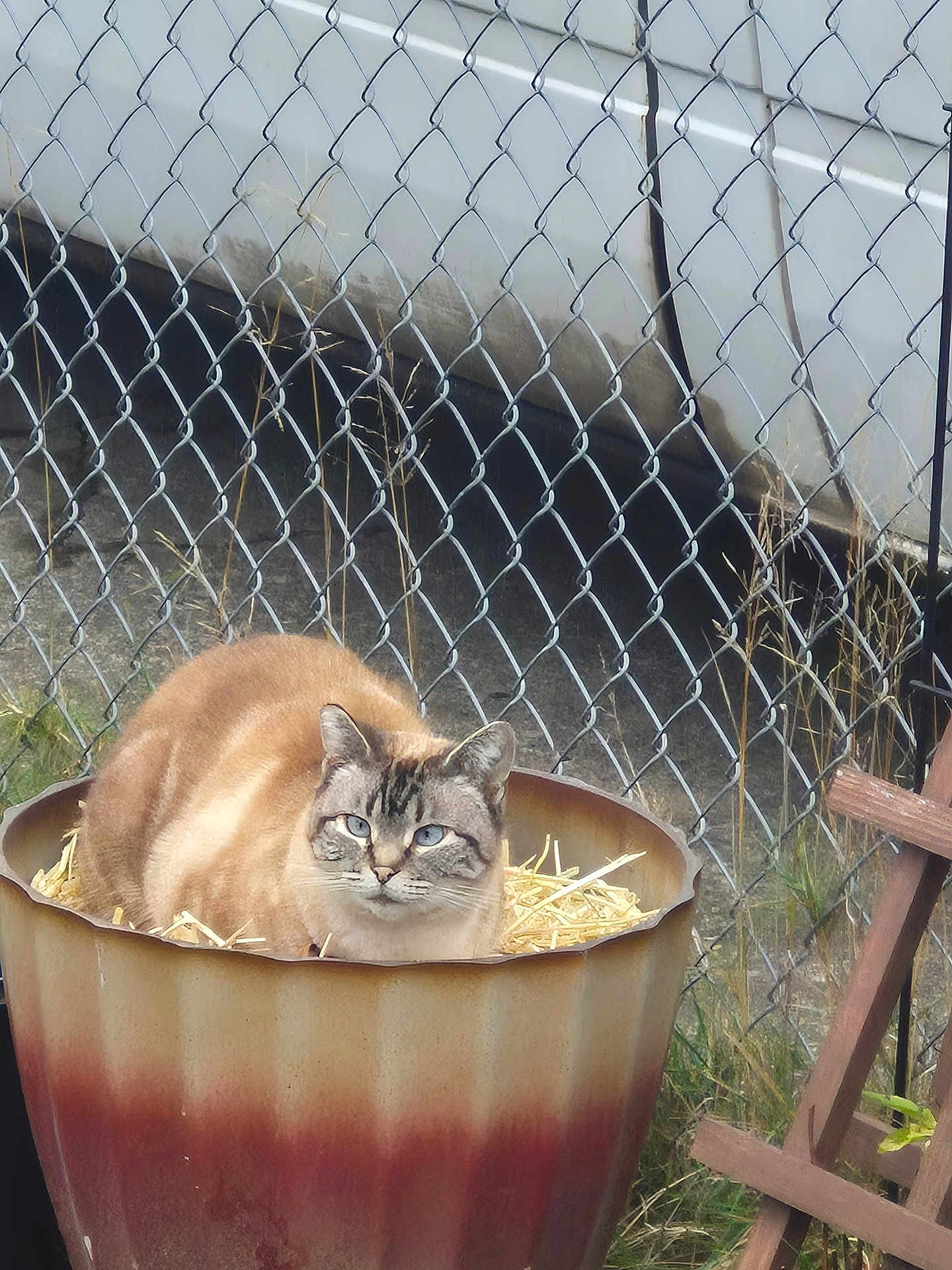 Peaches is registered to the contest to win money with this photo: cat, blue_eyes, planter, rusty, straw, chain_link_fence, grass, outdoor, animal, pet, fur, curious, sitting, container, nature, domestic_cat, closeup, resting, daylight, fence