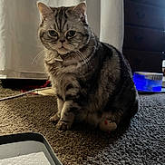 Sugar is registered to the contest to win money with this photo: cat, tabby_cat, indoor, carpet, toy_mouse, pet, feline, animal, fur, whiskers, ears, paw, collar, curtain, furniture, drawer, floor, cozy, shadow, domestic