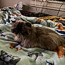 Eti Nice is registered to the contest to win money with this photo: cat, fluffy, blanket, animal_pattern, bed, indoor, cords, window, wall, cozy, resting, feline, fur, pet, soft, domestic, home, sleepy, quiet, comfortable