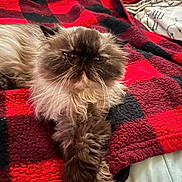 Eti Nice joined the competition — help win amazing prizes! cat, persian_cat, fluffy, long_hair, pet, animal, resting, paw, blanket, red, black, checkered, indoor, cozy, fur, cute, relaxed, mammal, whiskers, face