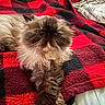 Eti Nice joined the competition — help win amazing prizes! animal, black, blanket, cat, checkered, cozy, cute, face, fluffy, fur, indoor, long_hair, mammal, paw, persian_cat, pet, red, relaxed, resting, whiskers