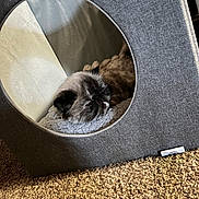 Eti Nice is registered to the contest to win money with this photo: animal, carpet, cat, cat_house, circular_opening, comfort, cozy, cute, fabric, feline, gray, home, indoor, pet, plush_bedding, relaxation, resting, sleeping, small_space, soft_texture
