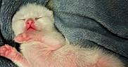 Bubbles joined the competition — help win amazing prizes! adorable, animal, baby_animal, closed_eyes, closeup, cozy, cute, fur, indoor, kitten, newborn, peaceful, pet, pink_paws, relaxation, resting, sleeping, small, soft_blanket, warm