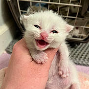 Bubbles joined the competition — help win amazing prizes! kitten, white_cat, baby_animal, hand, pet_carrier, animal, cute, small, feline, mouth_open, pink_nose, fur, indoor, pet, young, holding, closeup, adorable, mammal, domestic