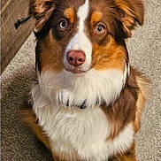 Gracie Māe is registered to the contest to win money with this photo: dog, brown, white, pet, canine, carpet, indoor, sitting, looking_up, fur, ears, nose, eyes, collar, animal, portrait, cute, domestic, friendly, companion