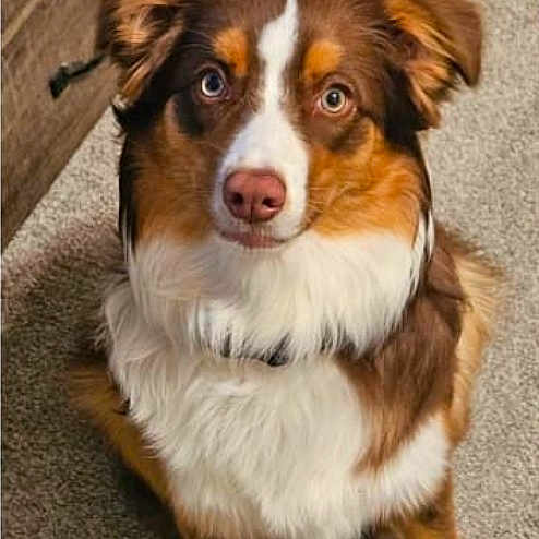Gracie Māe
