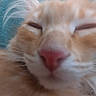 Sadie is registered to the contest to win money with this photo: cat, close_up, orange_cat, sleepy, pink_nose, feline, whiskers, pet, domestic_cat, fur, resting, indoor, blanket, soft_texture, animal, cute, mammal, face, relaxation, cozy
