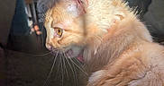 Sadie is registered to the contest to win money with this photo: cat, orange_cat, fluffy, indoor, sunlight, side_profile, whiskers, ears, fur, pet, curious, cozy, home, chair, table, living_room, domestic, animal, feline, daylight