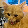 Sadie is registered to the contest to win money with this photo: kitten, cat, orange_cat, fluffy, tongue_out, closeup, indoor, blanket, cozy, cute, pet, animal, whiskers, fur, ears, window, soft_light, home, relaxed, young_cat