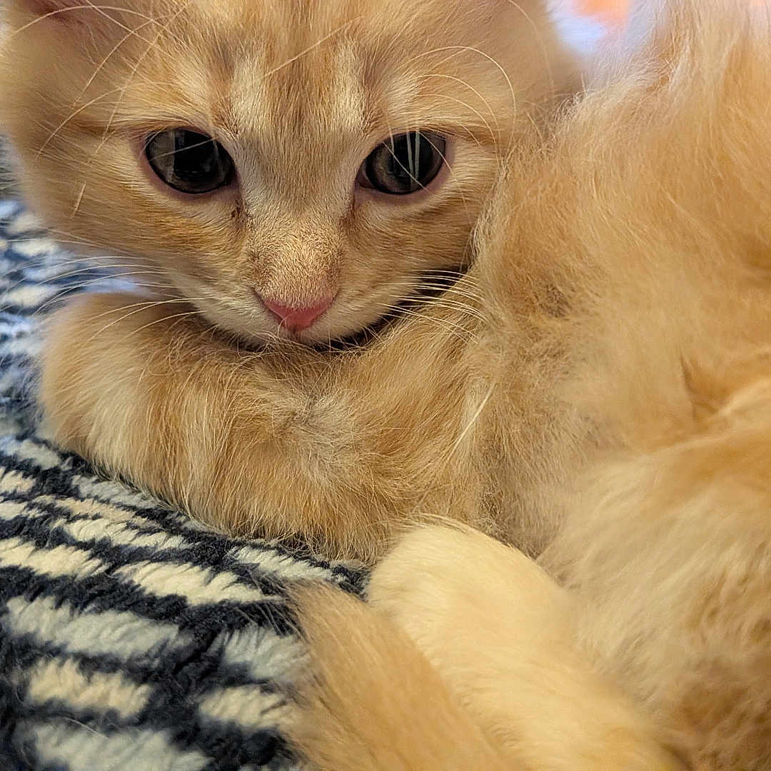 Sadie joined the competition — help win amazing prizes! kitten, cat, fluffy, orange_cat, pet, animal, cute, closeup, feline, fur, whiskers, resting, cozy, indoor, blanket, pattern, small_animal, adorable, young_cat, curious