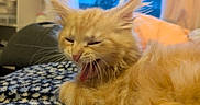 Sadie is registered to the contest to win money with this photo: animal, blanket, cat, closeup, cozy, cute, domestic_cat, feline, fluffy, fur, indoor, kitten, mouth_open, orange_cat, pet, resting, sleepy, whiskers, yawning, young_cat
