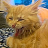 kitten, cat, orange_cat, yawning, fluffy, pet, animal, cute, feline, whiskers, sleepy, indoor, blanket, cozy, fur, closeup, domestic_cat, young_cat, resting, mouth_open