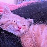 Sadie joined the competition — help win amazing prizes! kitten, cat, sleeping, fluffy, ginger, furry_blanket, cozy, pink, soft, cute, pet, animal, resting, indoor, closeup, whiskers, feline, peaceful, nap, fur