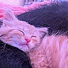 kitten, cat, sleeping, fluffy, ginger, furry_blanket, cozy, pink, soft, cute, pet, animal, resting, indoor, closeup, whiskers, feline, peaceful, nap, fur