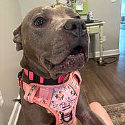 Tulip is registered to the contest to win money with this photo: animal, brown_dog, bulletin_board, canine, close_up, desk, dog, ears, eyes, floor, happy, home, indoor, legs, person_leg, pet, pink_harness, snout, wall, wood_floor