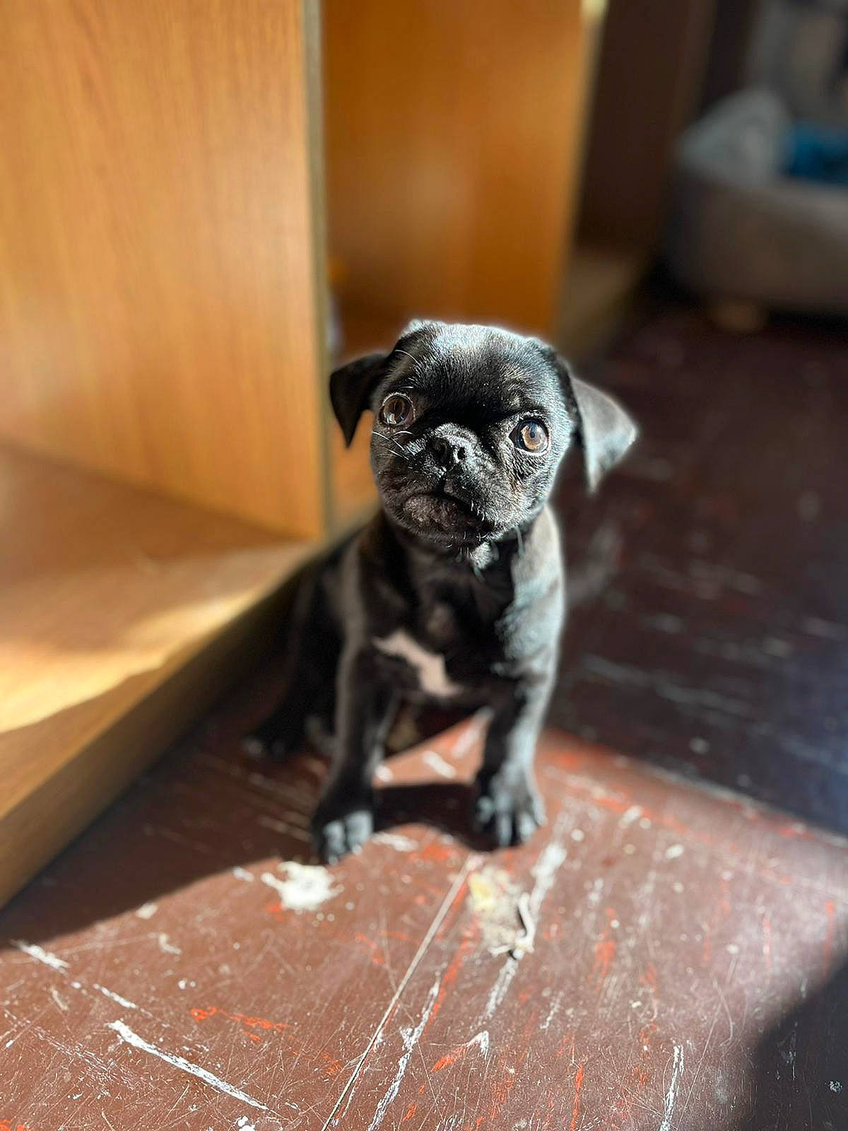 Stanley joined the competition — help win amazing prizes! canidae, carnivore, companion_dog, dog, dog_breed, fawn, flooring, fur, hardwood, non_sporting_group, pug, puppy, sporting_group, tail, terrestrial_animal, toy_dog, whiskers, wood, working_animal, wrinkle
