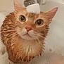 cat, orange_cat, wet_cat, bathtub, foam, bubble_bath, pet, animal, cute, fur, ears, whiskers, water, domestic_animal, bath_time, looking_up, indoor, close_up, head, face