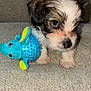 Ocean joined the competition — help win amazing prizes! puppy, dog, toy, elephant_toy, blue_toy, couch, beige_couch, cute, fluffy, small_dog, pet, indoor, close_up, curious, animal, young_dog, furry, domestic_animal, companion, playful