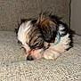 Ocean joined the competition — help win amazing prizes! puppy, sleeping, dog, collar, fluffy, cute, pet, animal, indoor, couch, texture, resting, young, small, fur, adorable, domestic, cozy, calm, closeup