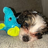 Ocean is registered to the contest to win money with this photo: puppy, dog, toy, plush, blue, yellow, face, close_up, fur, nose, sleepy, resting, couch, fabric, texture, indoor, pet, cute, animal, soft