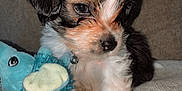 Ocean is registered to the contest to win money with this photo: puppy, dog, toy, plush_toy, blue_toy, beige_background, cute, fur, pet, small_dog, indoor, close_up, animal, sitting, curious, adorable, fluffy, young_dog, collar, texture