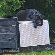 West is registered to the contest to win money with this photo: dog, black_dog, metal_box, diamond_plate, trailer, truck, outdoor, grass, greenery, relaxed, resting, pet, animal, nature, daytime, leash, wooden_panel, side_view, canine, sleepy