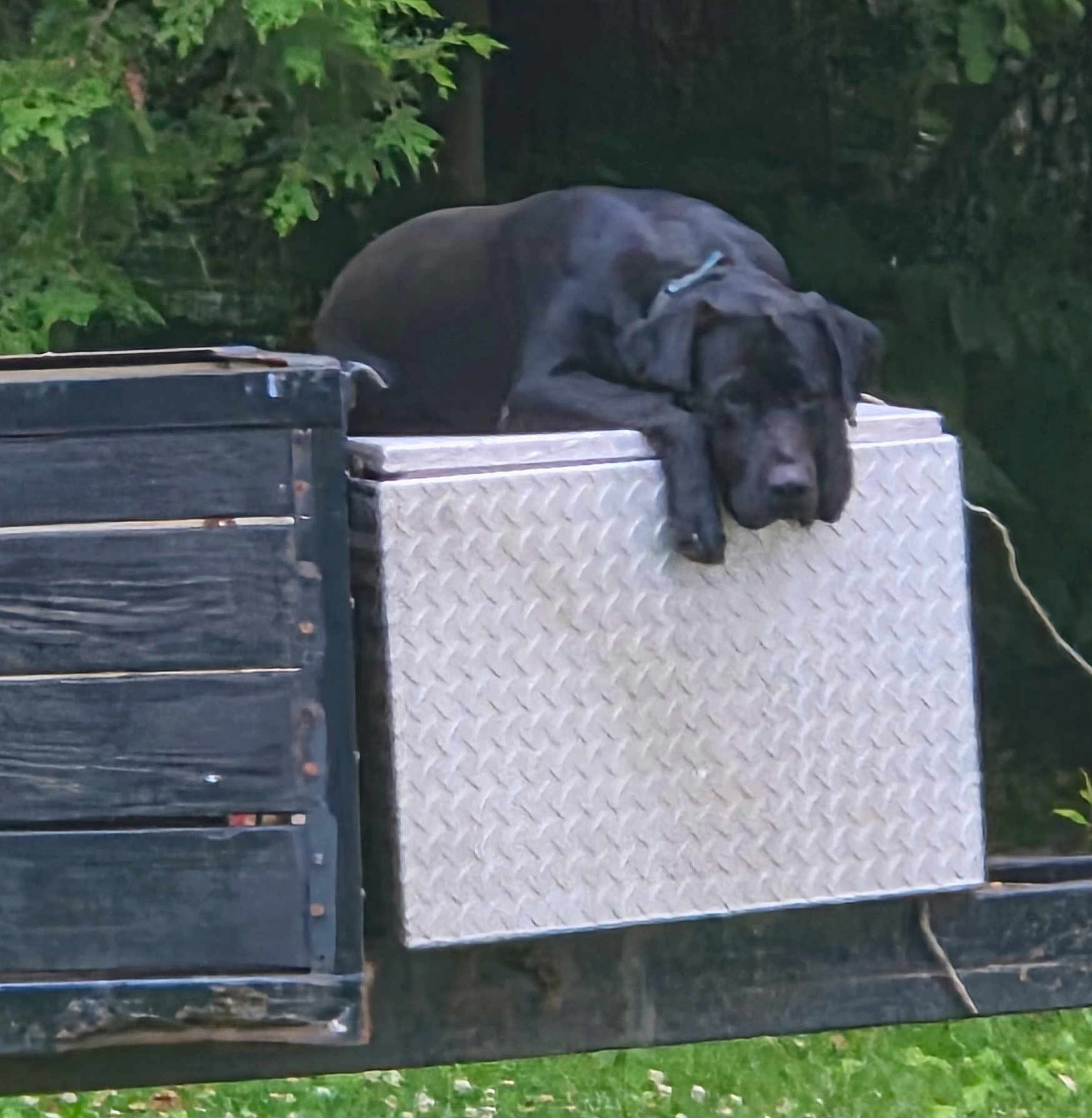 West is registered to the contest to win money with this photo: dog, black_dog, metal_box, diamond_plate, trailer, truck, outdoor, grass, greenery, relaxed, resting, pet, animal, nature, daytime, leash, wooden_panel, side_view, canine, sleepy