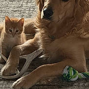 Finn is registered to the contest to win money with this photo: dog, cat, golden_retriever, kitten, orange_cat, pets, animals, indoors, living_room, rug, floor, rope_toy, lying_down, sitting, companionship, cute, fluffy, fur, portrait, photography