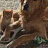 dog, cat, golden_retriever, kitten, orange_cat, pets, animals, indoors, living_room, rug, floor, rope_toy, lying_down, sitting, companionship, cute, fluffy, fur, portrait, photography