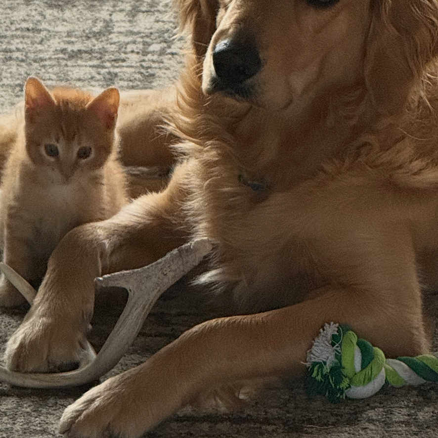 Finn