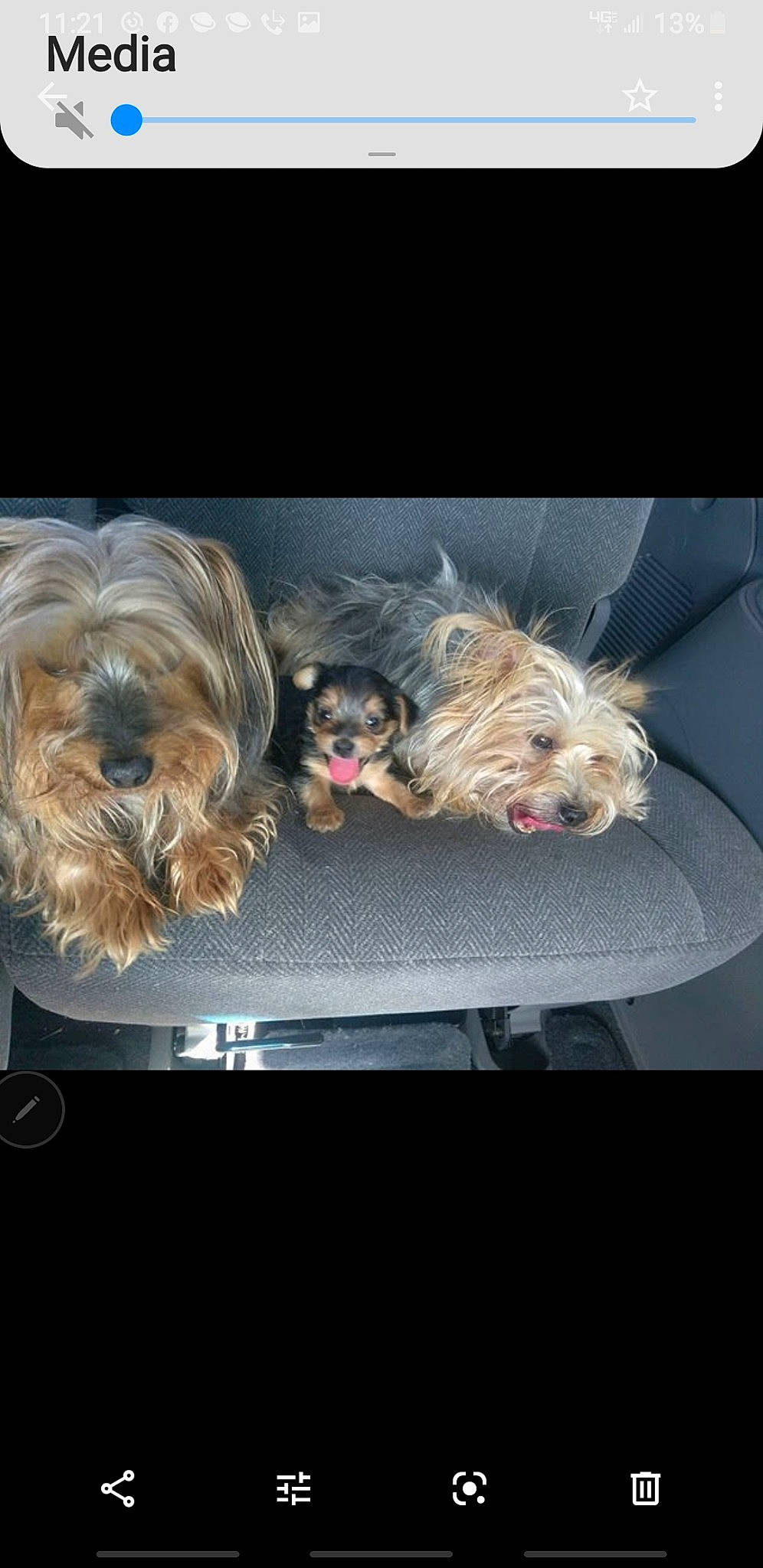 Kujo is registered to the contest to win money with this photo: australian_silky_terrier, bolonka, cairn_terrier, canidae, carnivore, companion_dog, dog, dog_breed, ear, glen_of_imaal_terrier, mammal, morkie, puppy, rare_breed_dog, shih_tzu, small_terrier, terrier, toy_dog, yorkshire_terrier