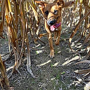 Lilac joined the competition — help win amazing prizes! animal, brown_fur, canine, cornfield, daylight, dog, dry_plants, ears, earth, field, happy, muzzle, nature, outdoor, pet, playful, running, summer, sunlight, tongue_out