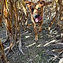 animal, brown_fur, canine, cornfield, daylight, dog, dry_plants, ears, earth, field, happy, muzzle, nature, outdoor, pet, playful, running, summer, sunlight, tongue_out