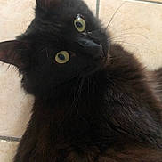 Orion a rejoint le concours — aidez-le/la à gagner de superbes lots ! cat, black_cat, yellow_eyes, fluffy, pet, animal, feline, whiskers, ears, floor, tile, indoor, curious, close_up, portrait, fur, lying_down, looking_up, domestic_cat, cute