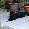 Orion a rejoint le concours — aidez-le/la à gagner de superbes lots ! black_cat, cat, fidget_spinner, potted_plants, tile_floor, outdoor, pet, animal, yellow_eyes, plant_pots, relaxed, fur, whiskers, nature, domestic_cat, laying_down, curious, green_leaves, sunlight, quiet