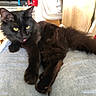 Orion participe au concours pour gagner de l'argent avec cette photo : animal, black_cat, casual, cat, chair, cozy, feline, fur, furniture, home, indoor, jeans, lap, person, pet, playful, relaxed, television, tongue_out, yellow_eyes
