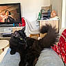 animal, black_cat, blanket, bottle, cat, chair, cozy, desk, furniture, indoor, jeans, laptop, legs, living_room, person, pet, red_blanket, salt_lamp, tail, television