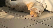 Cila participe au concours pour gagner de l'argent avec cette photo : cat, orange_and_white, relaxed, sunlight, shadow, tiled_floor, indoor, plant_shadow, sleeping, pet, fur, whiskers, ears, paws, home, quiet, cozy, resting, animal, sunny