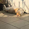 cat, orange_and_white, relaxed, sunlight, shadow, tiled_floor, indoor, plant_shadow, sleeping, pet, fur, whiskers, ears, paws, home, quiet, cozy, resting, animal, sunny