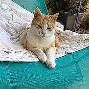 Cila a rejoint le concours — aidez-le/la à gagner de superbes lots ! cat, orange_and_white_cat, blanket, chair, mesh_chair, outdoor, potted_plants, relaxing, pet, feline, resting, balcony, greenery, domestic_animal, fur, animal, sunlight, cozy, quiet, calm