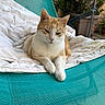 cat, orange_and_white_cat, blanket, chair, mesh_chair, outdoor, potted_plants, relaxing, pet, feline, resting, balcony, greenery, domestic_animal, fur, animal, sunlight, cozy, quiet, calm