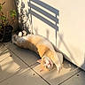 Cila participe au concours pour gagner de l'argent avec cette photo : cat, orange_cat, white_cat, stretching, sunlight, shadow, bench_shadow, tiled_floor, plant_pot, relaxation, sunny, outdoor, wall, cozy, pet, animal, feline, daylight, shadow_play, resting