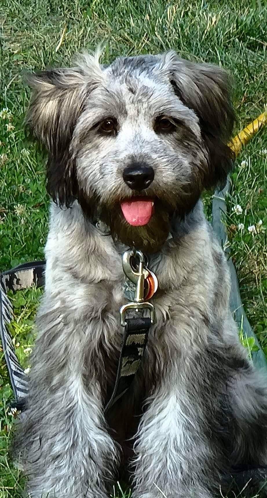 Tyrion joined the competition — help win amazing prizes! canidae, carnivore, collar, companion_dog, dog, dog_breed, dog_collar, dog_supply, grass, plant, small_terrier, sporting_group, terrier, water_dog, working_animal