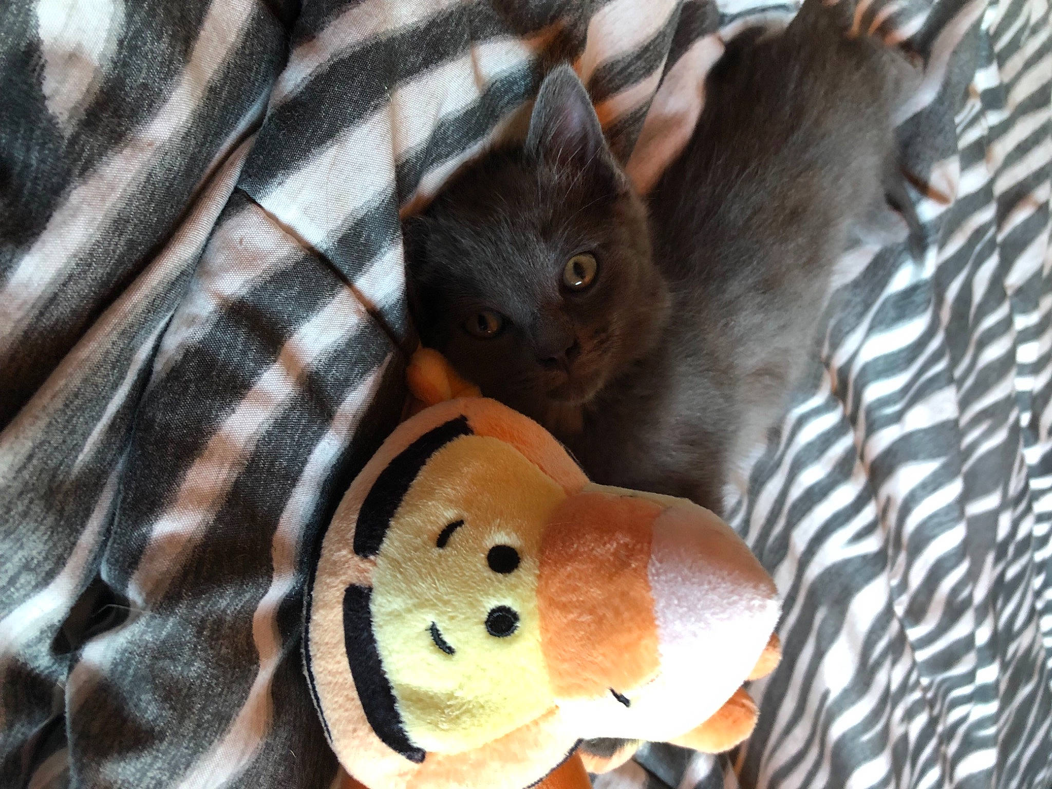 Willo a rejoint le concours — aidez-le/la à gagner de superbes lots ! carnivore, cat, comfort, domestic_short_haired_cat, fawn, felidae, fur, grey, linens, mammal, pattern, small_to_medium_sized_cats, snout, stuffed_toy, tail, teddy_bear, textile, toy, vertebrate, whiskers