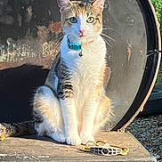 Mollie Ann is registered to the contest to win money with this photo: cat, animal, pet, collar, sitting, outdoor, sunlight, fur, whiskers, ears, face, green_eyes, tail, metal, rust, texture, shadow, curious, closeup, nature