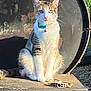 cat, animal, pet, collar, sitting, outdoor, sunlight, fur, whiskers, ears, face, green_eyes, tail, metal, rust, texture, shadow, curious, closeup, nature