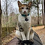 cat, calico_cat, animal, outdoor, nature, tree, fence, barrel, fur, pet, collar, tag, tail, sitting, quiet, winter, forest, grassy, ground, curious