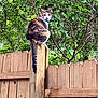 cat, calico_cat, fence, wooden_fence, post, outdoor, greenery, tree, leaves, animal, pet, perched, nature, curious, backyard, wood, tail, looking_back, daylight, wildlife