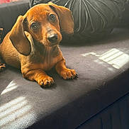 Ryder joined the competition — help win amazing prizes! dog, puppy, dachshund, brown_fur, long_ears, floppy_ears, pet, animal, couch, cushion, indoor, living_room, sunlight, portrait, lying_down, sitting, paws, black_nose, cute, relaxed
